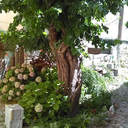 Frane 515 Sibenik